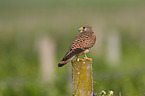 kestrel