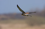 kestrel