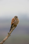 kestrel