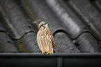 Kestrel sits on roof