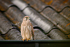Kestrel sits on roof