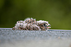 young kestrel