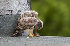 young kestrel