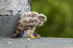 young kestrel