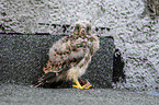 young kestrel