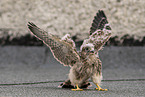 young kestrel