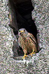 kestrel