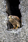 kestrel