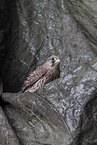 kestrel