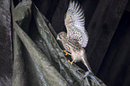 kestrel