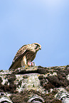 kestrel