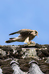 kestrel