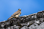 kestrel