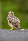 kestrel