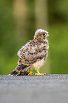 kestrel