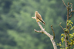 kestrel