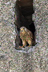 kestrel