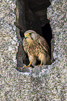 kestrel