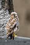 kestrel