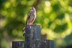 kestrel