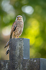 kestrel