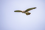 kestrel