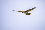 kestrel