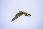 kestrel