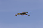 kestrel