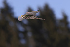 kestrel