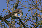 kestrel with mouse