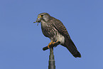 kestrel with mouse