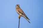 kestrel