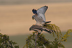 2 kestrels