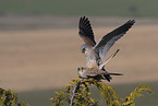 2 kestrels