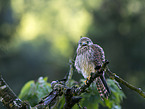 kestrel