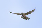 kestrel