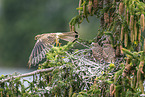 kestrel