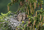 kestrel