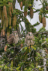 kestrel