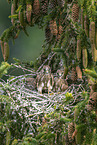 kestrel