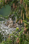 kestrel