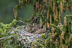 kestrel