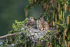 kestrel