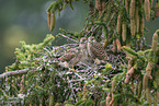 kestrel