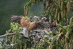 kestrel