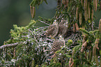kestrel