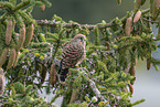 kestrel