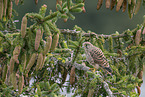 kestrel