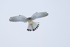 kestrel